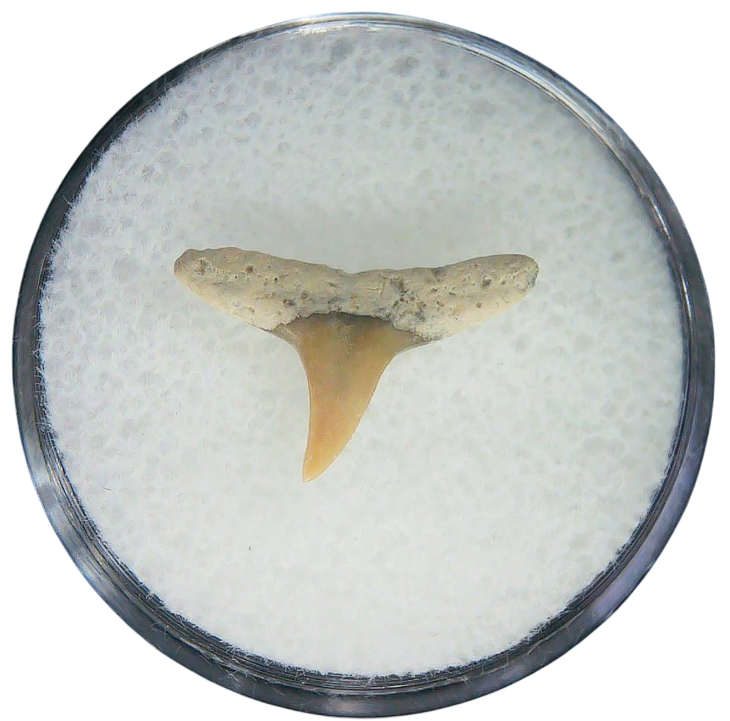 Negaprion eurybathrodon Teeth for Sale Extinct Lemon Shark 7a | Fossils for Sale Negaprion eurybathrodon Teeth for Sale Extinct Lemon Shark #7a