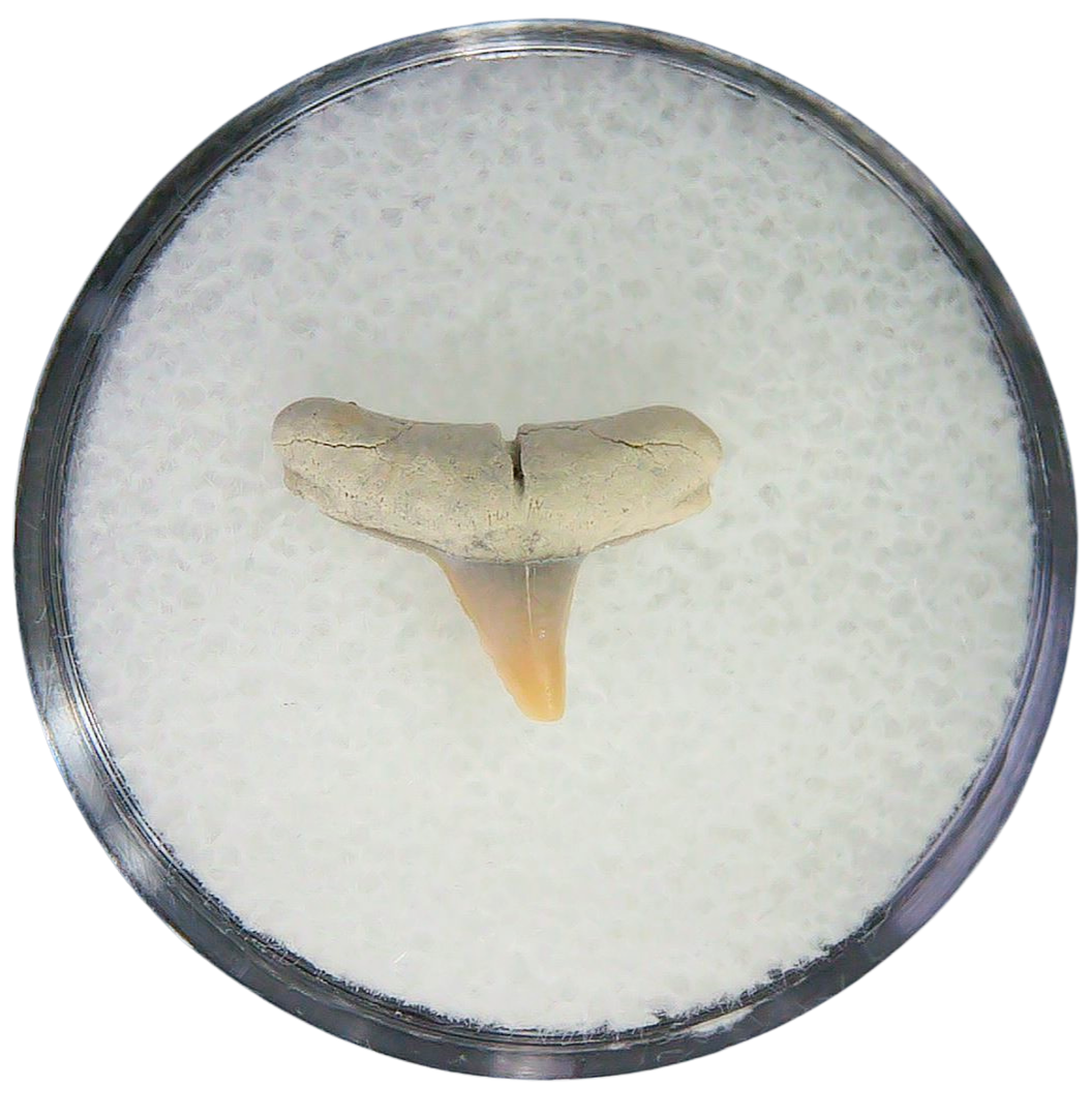 Negaprion eurybathrodon Teeth for Sale Extinct Lemon Shark 8 | Fossils for Sale Negaprion eurybathrodon Teeth for Sale Extinct Lemon Shark #8