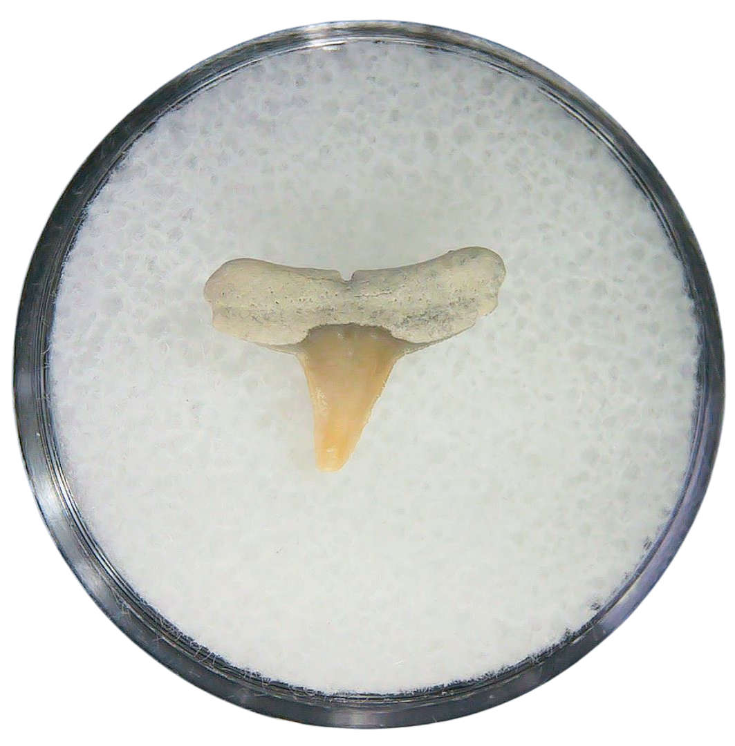 Negaprion eurybathrodon Teeth for Sale Extinct Lemon Shark 8a | Fossils for Sale Negaprion eurybathrodon Teeth for Sale Extinct Lemon Shark #8a