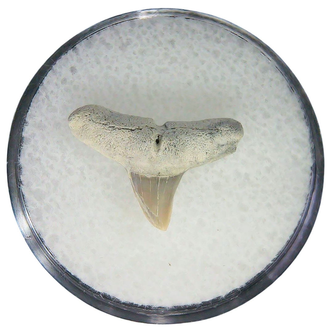 Negaprion eurybathrodon Teeth for Sale Extinct Lemon Shark 9 | Fossils for Sale Negaprion eurybathrodon Teeth for Sale Extinct Lemon Shark #9