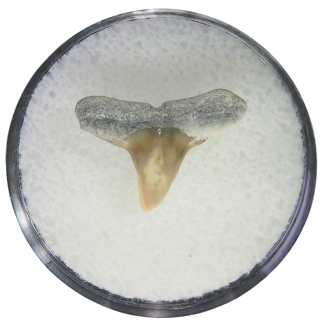 Negaprion eurybathrodon Teeth for Sale Extinct Lemon Shark 9a | Fossils for Sale Negaprion eurybathrodon Teeth for Sale Extinct Lemon Shark #9a