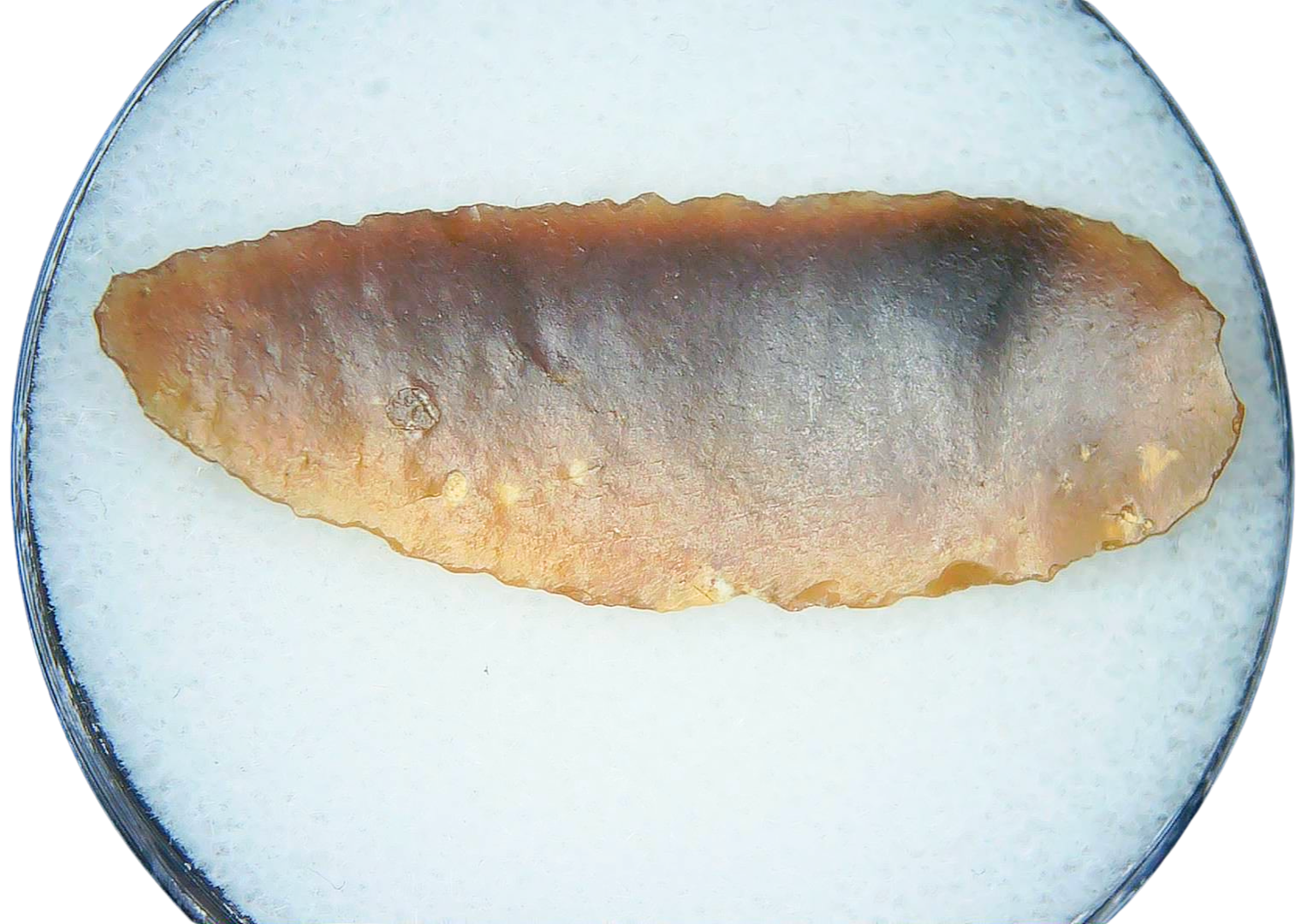 Paleolithic Stone Tools for Sale from Atlas Mountains 3a | Fossils for Sale Paleolithic Stone Tools for Sale from Atlas Mountains #3a