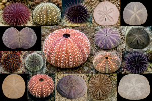 Weisbordella Echinoid Fossil for Sale
