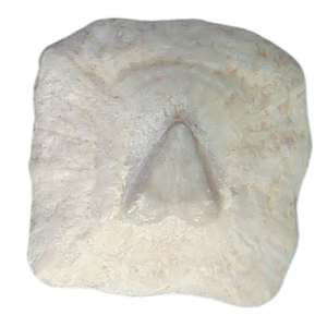 Stingray Dermal Scute for Sale from South Carolina #2