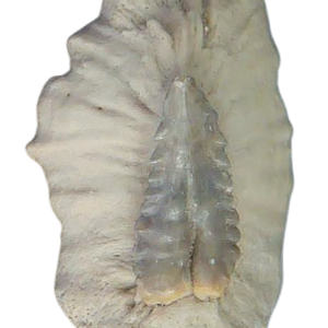 Stingray Dermal Scute for Sale from South Carolina #3