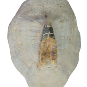 Stingray Dermal Scute for Sale from South Carolina #4