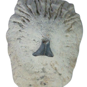 Stingray Dermal Scute for Sale from South Carolina #5