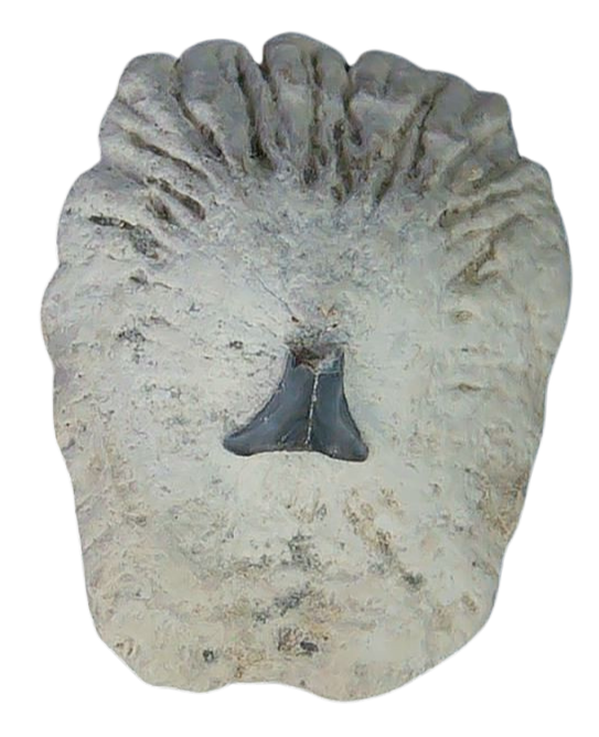 South Carolina 5b | Fossils for Sale