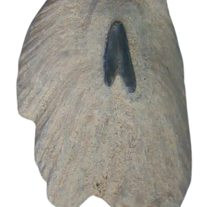 Stingray Dermal Scute for Sale from South Carolina #6