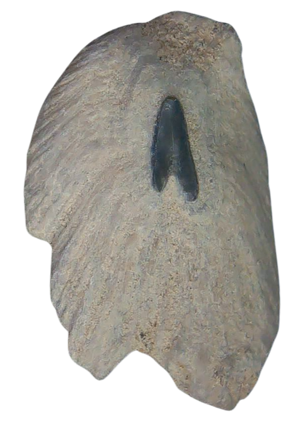 South Carolina 6b | Fossils for Sale