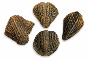 Stingary Scutes | Fossils for Sale Stingray Dermal Scute