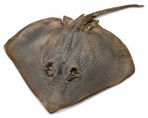 Stingray | Fossils for Sale Stingray Dermal Scute