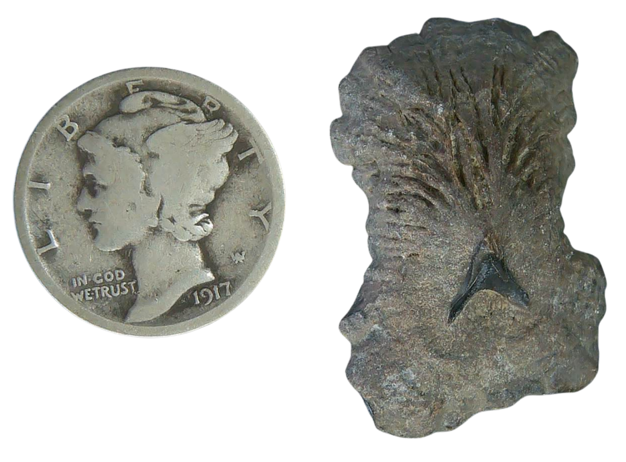 Stingray Dermal Scute for Sale from South Carolina 10a | Fossils for Sale