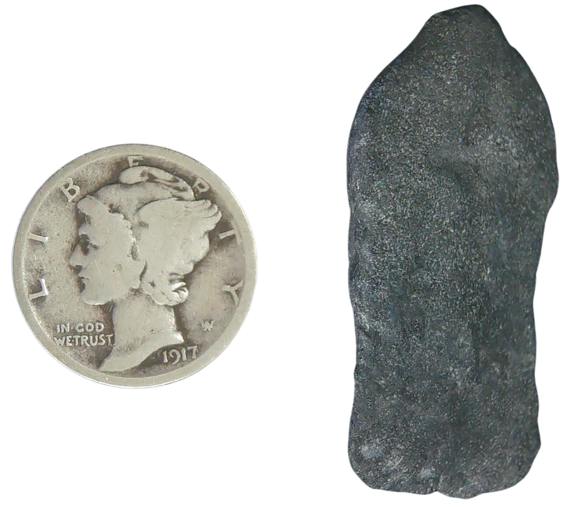 Stingray Dermal Scute for Sale from South Carolina 16b | Fossils for Sale