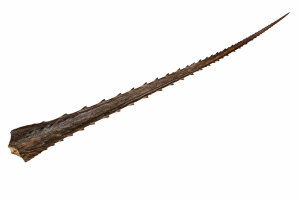 Stingray Tail | Fossils for Sale Stingray Dermal Scute