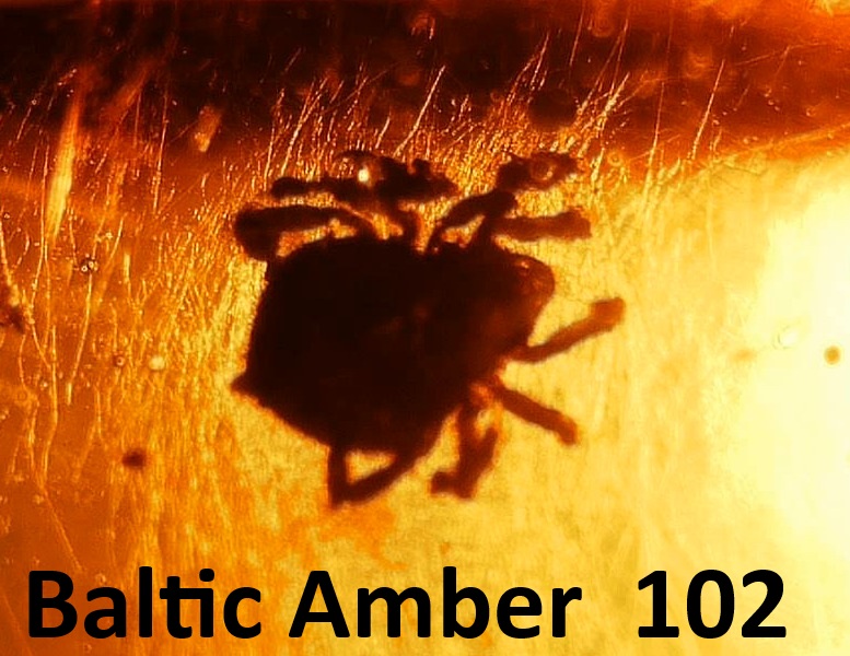 Baltic Amber 102 | Fossils for Sale