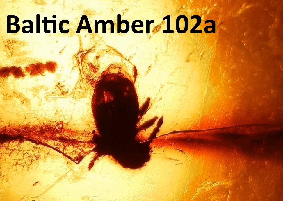 Baltic Amber 102a | Fossils for Sale