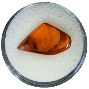 Baltic Amber for Sale Genuine with Insect Inclusions from Russia 1 | Fossils for Sale