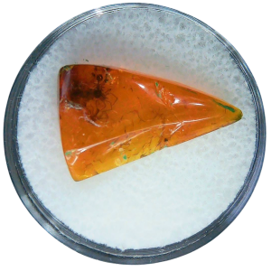 Baltic Amber for Sale Genuine with Insect Inclusions from Russia 10 | Fossils for Sale