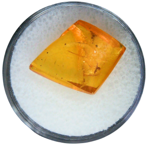 Baltic Amber for Sale Genuine with Insect Inclusions from Russia 11 | Fossils for Sale