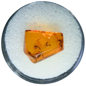 Baltic Amber for Sale Genuine with Insect Inclusions from Russia 12 | Fossils for Sale