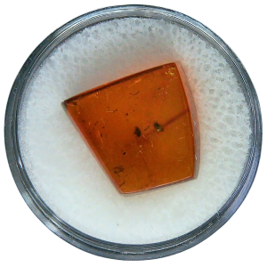 Baltic Amber for Sale Genuine with Insect Inclusions from Russia 2 | Fossils for Sale