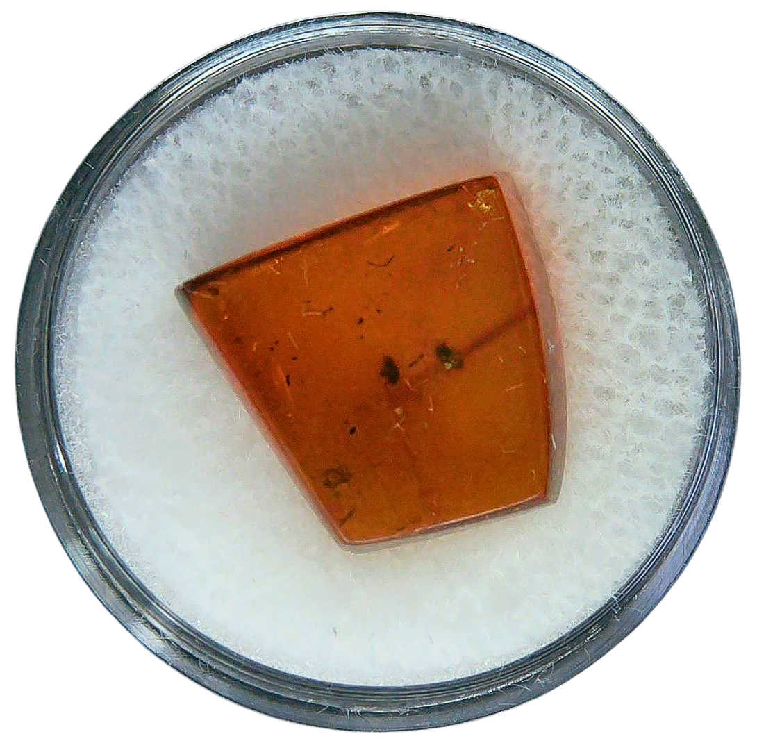 Baltic Amber for Sale Genuine with Insect Inclusions from Russia 2 | Fossils for Sale