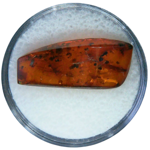Baltic Amber for Sale Genuine with Insect Inclusions from Russia 3 | Fossils for Sale
