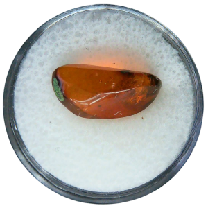 Baltic Amber for Sale Genuine with Insect Inclusions from Russia 4 | Fossils for Sale