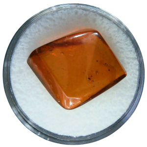 Baltic Amber for Sale Genuine with Insect Inclusions from Russia 5 | Fossils for Sale