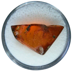 Baltic Amber for Sale Genuine with Insect Inclusions from Russia 6 | Fossils for Sale