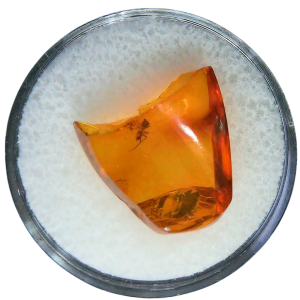 Baltic Amber for Sale Genuine with Insect Inclusions from Russia 7 | Fossils for Sale