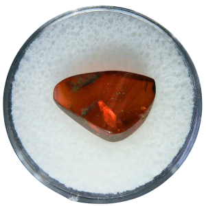 Baltic Amber for Sale Genuine with Insect Inclusions from Russia 8 | Fossils for Sale