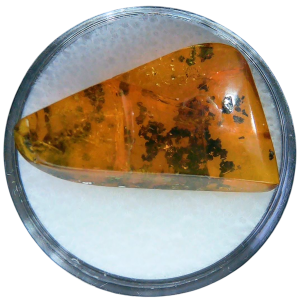 Baltic Amber for Sale Genuine with Insect Inclusions from Russia 9 | Fossils for Sale