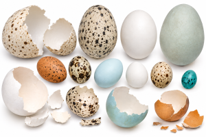 Bird Eggs | Fossils for Sale Bird Egg Fossils For Sale