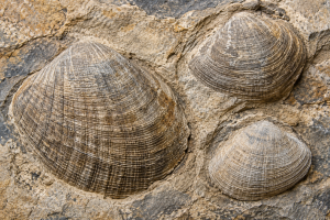 Bivalve Fossils For Sale