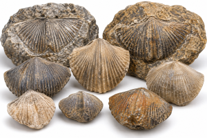 Brachiopods | Fossils for Sale Brachiopod Fossils For Sale