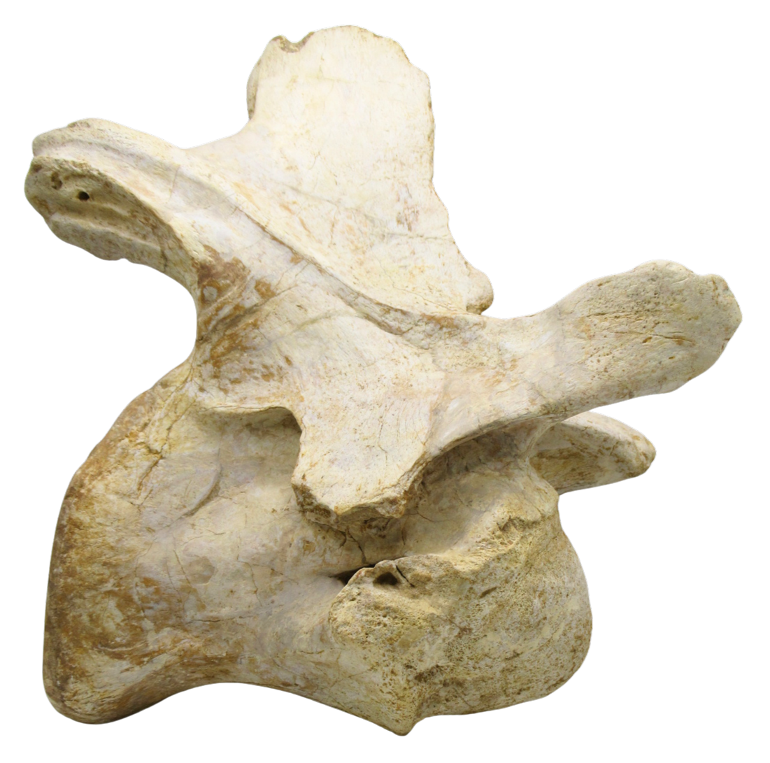 Carcharodontosaurus Dinosaur Bone Fossil For Sale 3 | Fossils for Sale Carcharodontosaurus Dinosaur Bone Fossil For Sale 3
