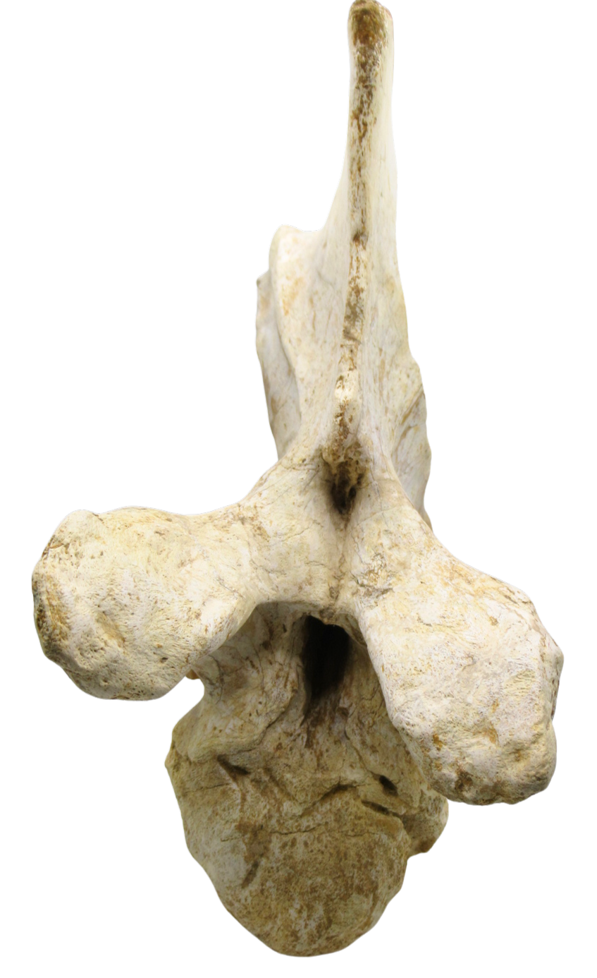 Carcharodontosaurus Dinosaur Bone Fossil For Sale 3a | Fossils for Sale Carcharodontosaurus Dinosaur Bone Fossil For Sale 3a