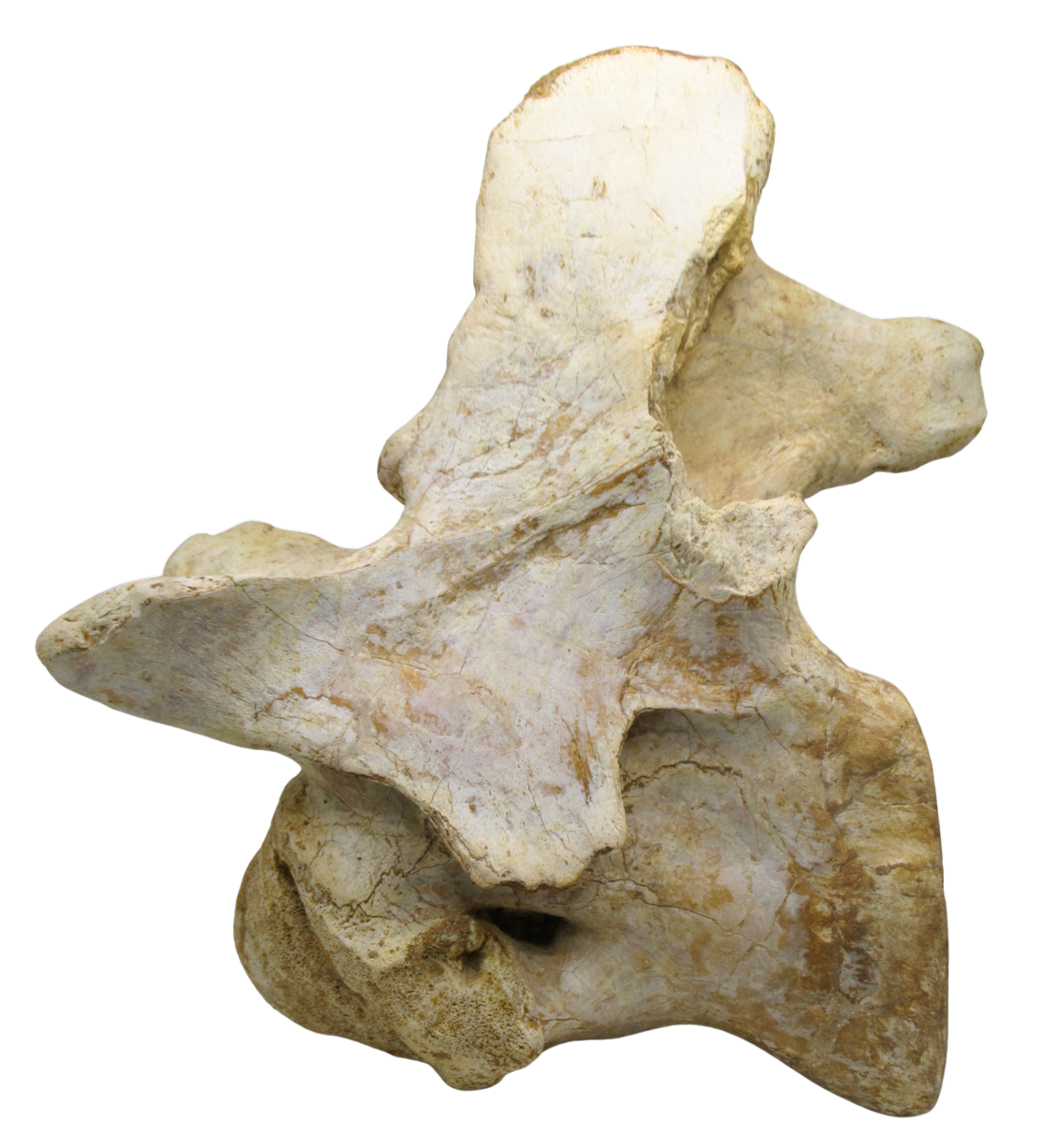 Carcharodontosaurus Dinosaur Bone Fossil For Sale 3b | Fossils for Sale Carcharodontosaurus Dinosaur Bone Fossil For Sale 3b