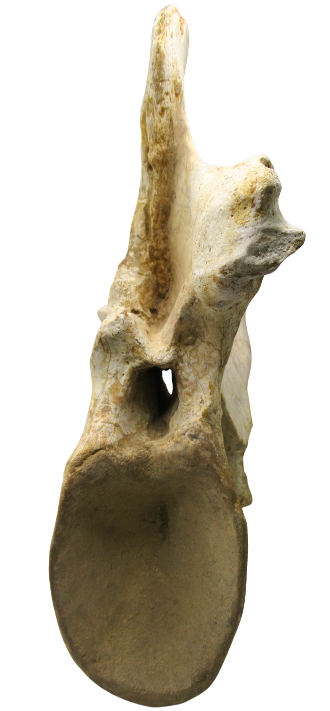 Carcharodontosaurus Dinosaur Bone Fossil For Sale 3c | Fossils for Sale c