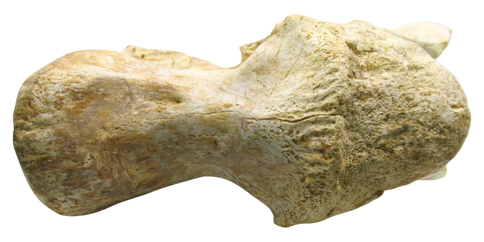 Carcharodontosaurus Dinosaur Bone Fossil For Sale 3d | Fossils for Sale Carcharodontosaurus Dinosaur Bone Fossil For Sale 3d