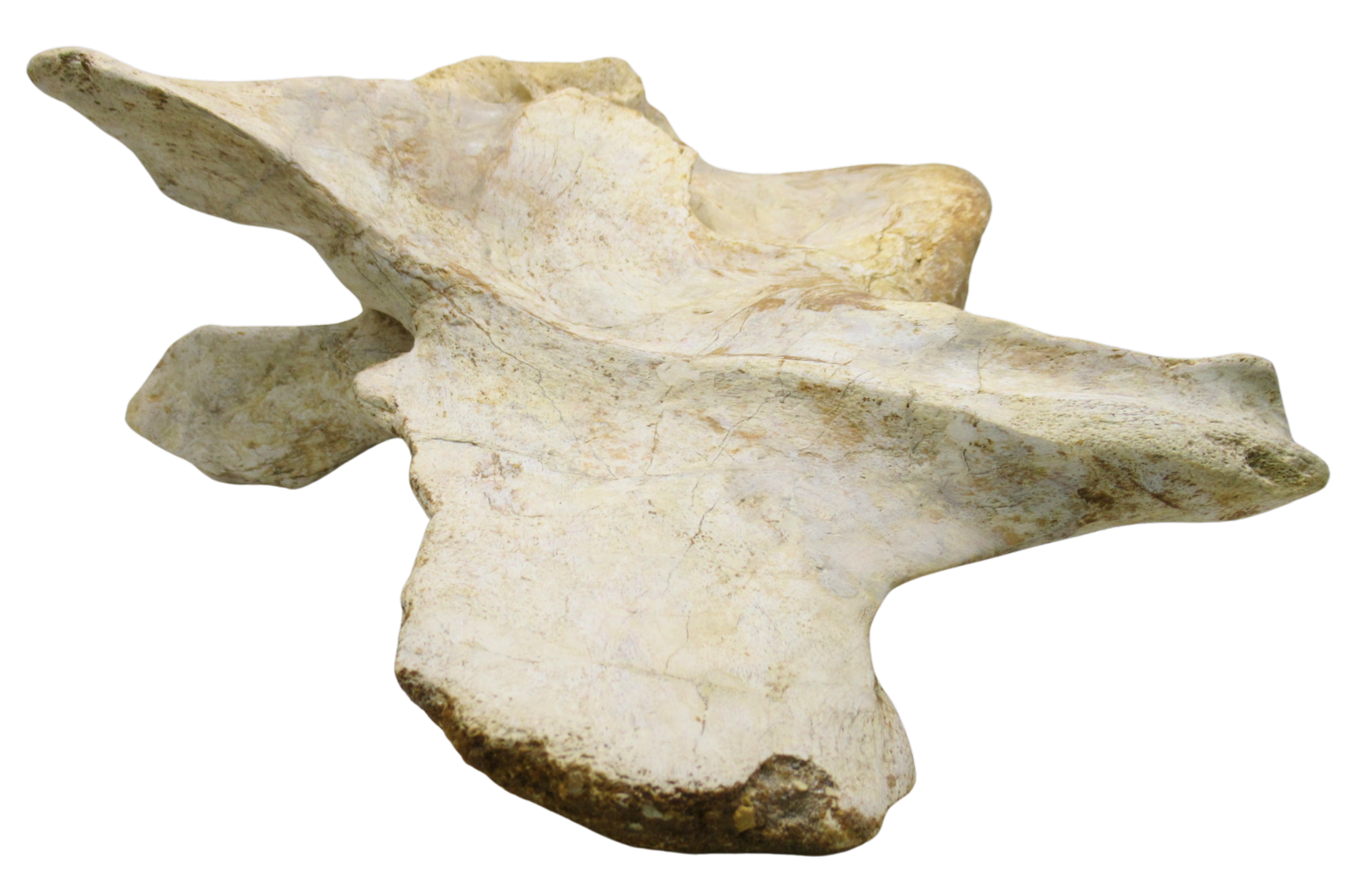 Carcharodontosaurus Dinosaur Bone Fossil For Sale 3e | Fossils for Sale Carcharodontosaurus Dinosaur Bone Fossil For Sale 3e