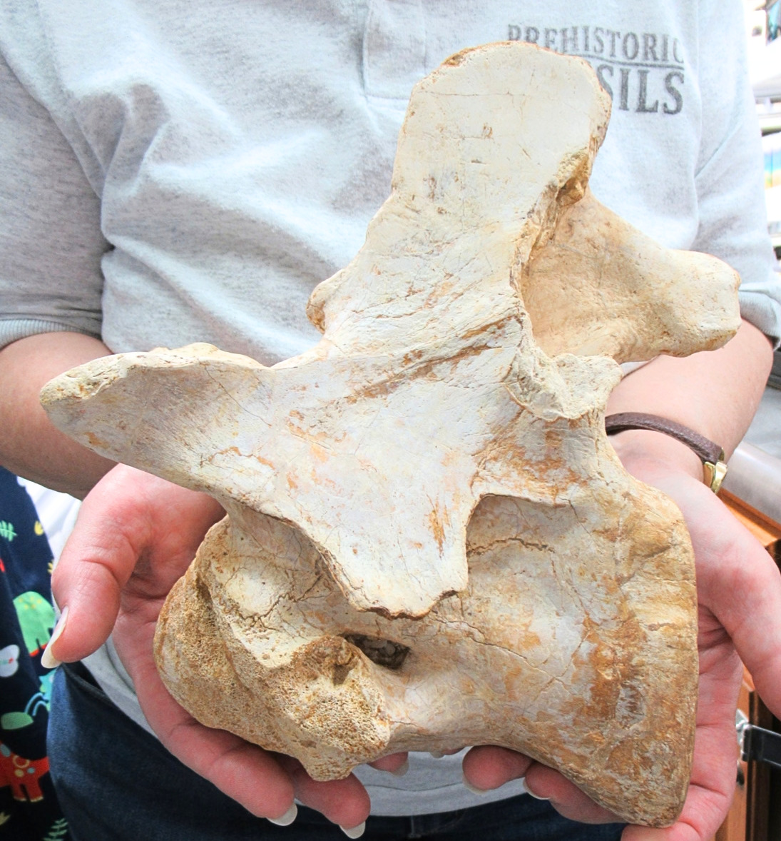 Carcharodontosaurus Dinosaur Bone Fossil For Sale 3f | Fossils for Sale Carcharodontosaurus Dinosaur Bone Fossil For Sale 3f
