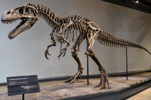 Carcharodontosaurus Skeleton | Fossils for Sale Carcharodontosaurus Dinosaur Bone Fossil For Sale