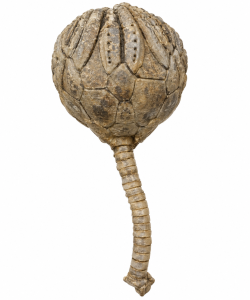 Cystoid | Fossils for Sale Cystoid Fossils For Sale