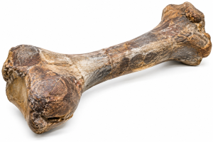 Dinosaur Bone | Fossils for Sale Dinosaur Bone Slab For Sale