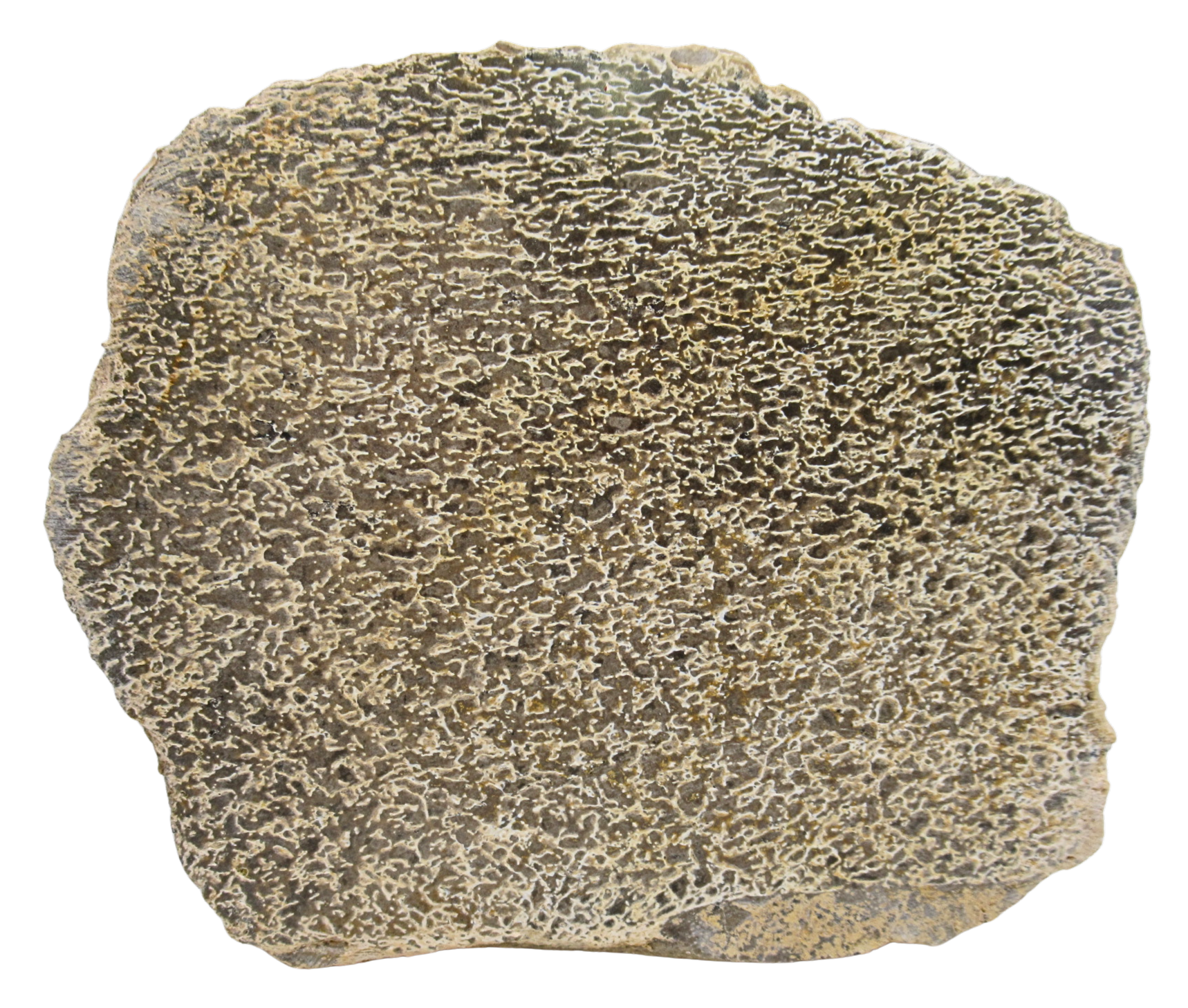 Dinosaur Bone Slab For Sale Genuine Fossil Dinosaur Bone 111 | Fossils for Sale Dinosaur Bone Slab For Sale Genuine Fossil Dinosaur Bone 111