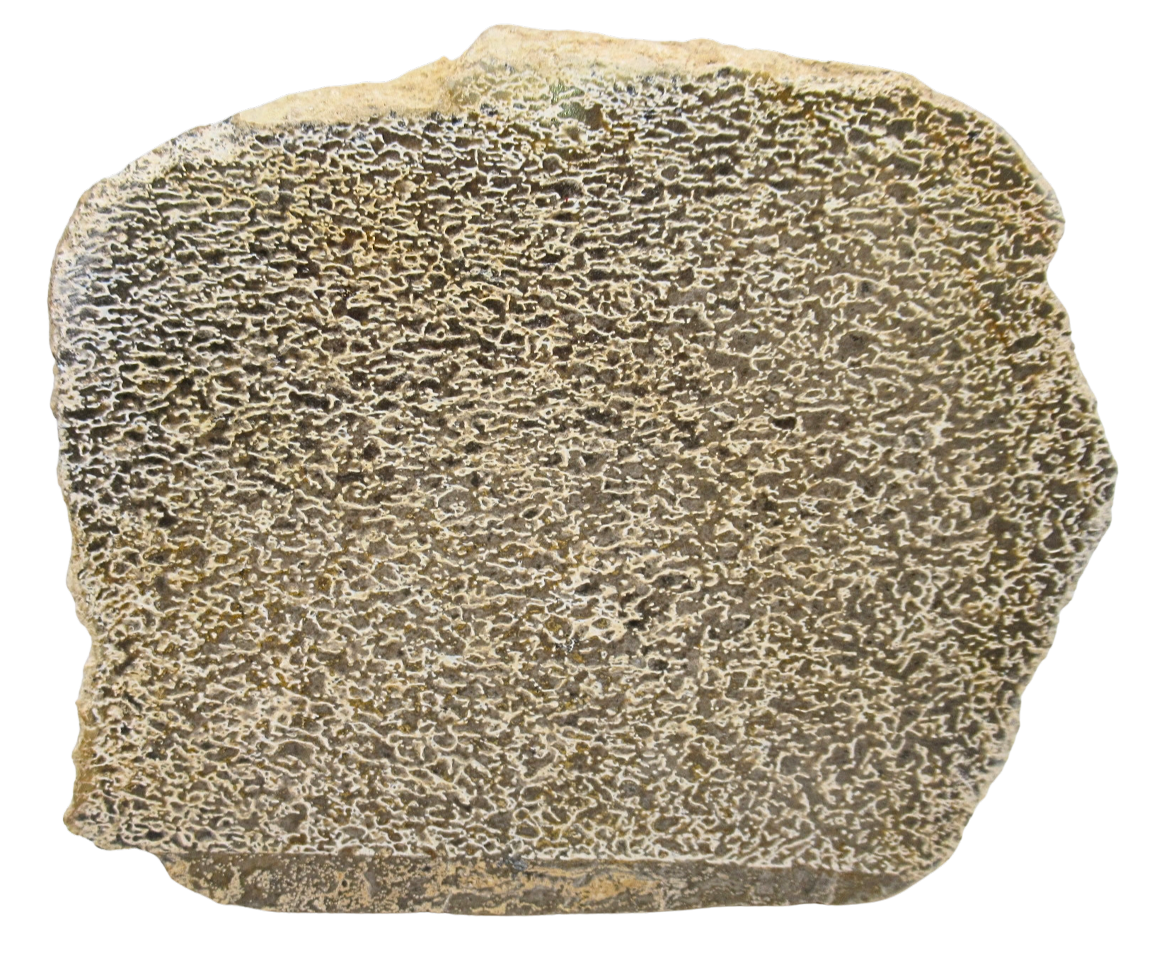Dinosaur Bone Slab For Sale Genuine Fossil Dinosaur Bone 111a | Fossils for Sale Dinosaur Bone Slab For Sale Genuine Fossil Dinosaur Bone 111a