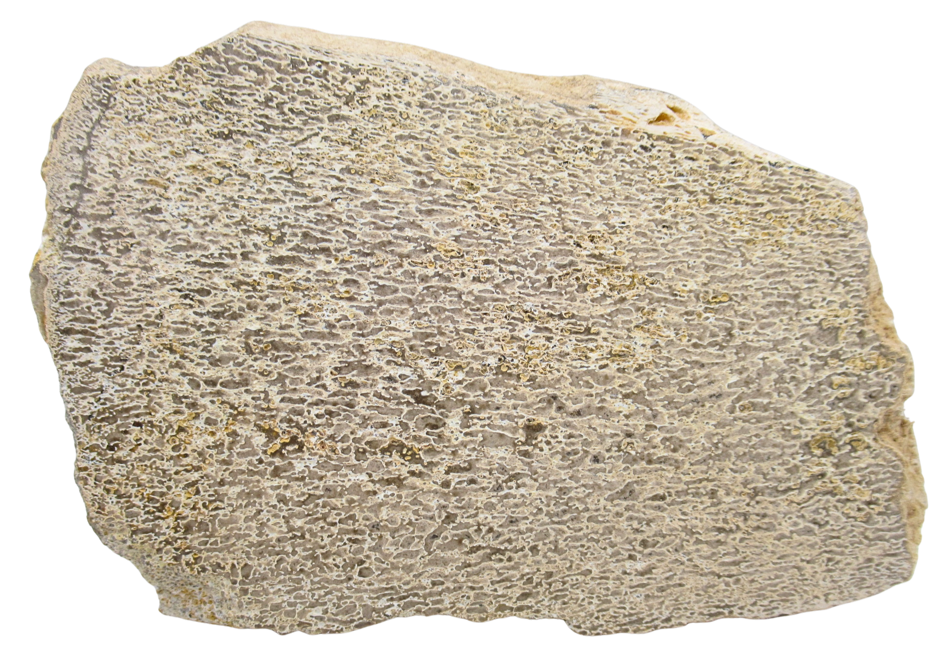 Dinosaur Bone Slab For Sale Genuine Fossil Dinosaur Bone 112 | Fossils for Sale Dinosaur Bone Slab For Sale Genuine Fossil Dinosaur Bone 112